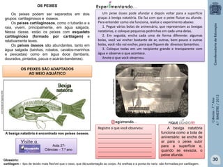 OS PEIXES
Os peixes podem ser separados em dois
grupos: cartilaginosos e ósseos.
Os peixes cartilaginosos, como o tubarão e a
raia, vivem, principalmente, em água salgada.
Nessa classe, estão os peixes com esqueleto
cartilaginoso (formado por cartilagem) e
relativamente leves.
Os peixes ósseos são abundantes, tanto em
água salgada (tainhas, robalos, cavalos-marinhos
e pescadas) como em água doce (lambaris,
dourados, pintados, pacus e acarás-bandeiras).

Um peixe ósseo pode afundar e depois voltar para a superfície
graças à bexiga natatória. Ela faz com que o peixe flutue ou afunde.
Para entender como ela funciona, realize o experimento abaixo:
1. Pegue várias bolas de aniversário, que representam as bexigas
natatórias, e coloque pequenas pedrinhas em cada uma delas.
2. Em seguida, encha cada uma de forma diferente: algumas
bolas, você vai encher bastante de ar, outras, bem pouco e outras
bolas, você não vai encher, para que fiquem de diversos tamanhos.
3. Coloque todas em um recipiente grande e transparente com
água e observe o que acontece.
Anote o que você observou.

OS PEIXES SÃO ADAPTADOS
AO MEIO AQUÁTICO

Aula 27Ciências – 7.º ano

Ciências - 7.º Ano
4.º BIMESTRE / 2013

www.oficinadeciencias.zip.net/

www.bluelife.wordpress.com

A bexiga natatória é encontrada nos peixes ósseos.

Registre o que você observou:
_____________________________
_____________________________
_____________________________
_____________________________
_____________________________
_____________________________

A bexiga natatória
funciona como a bola de
aniversário: se enche de
ar para o peixe subir
para a superfície e,
quando se esvazia, o
peixe afunda.

Glossário:
cartilagem - tipo de tecido mais flexível que o osso, que dá sustentação ao corpo. As orelhas e a ponta do nariz são formadas por cartilagem.

30

 