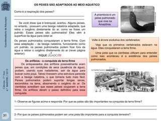 OS PEIXES SÃO ADAPTADOS AO MEIO AQUÁTICO

Ciências - 7.º Ano
4.º BIMESTRE / 2013

Os peixes pulmonados conquistaram a terrra firme. Com
essa adaptação – da bexiga natatória, funcionando como
um pulmão, os peixes pulmonados podem ficar fora da
água e retirar o oxigênio diretamente do ar (rever página
anterior).
Os anfíbios - a conquista da terra firme
Os antepassados dos anfíbios possivelmente eram
peixes que, em condições de seca (ausência de água),
podiam, usando suas nadadeiras, sair da água para
buscar outra poça. Talvez tivessem uma estrutura parecida
com a bexiga natatória, o que tornaria tudo mais fácil.
Peixes pulmonados podem suportar longas secas,
escondidos na lama, absorvendo o oxigênio do ar. Os
cientistas acreditam que esses peixes ocuparam a terra
firme. Os anfíbios deram o passo definitivo para essa
conquista.

Volte à árvore evolutiva dos vertebrados:
Veja que os primeiros vertebrados estavam na
água. Eles conquistaram a terra firme.
Uma pista que os cientistas utilizam para entender
como isso aconteceu é a existência dos peixes
pulmonados.

www.brasilescola.com.br

Se você disse que é branquial, acertou. Alguns peixes,
no entanto, possuem uma bexiga natatória adaptada, que
retira o oxigênio diretamente do ar, como se fosse um
pulmão. Esses peixes são pulmonados! Eles vêm à
superfície da água para obter ar.

A piramboia é um
peixe pulmonado
que vive na
Amazônia.

www.wikipeixes.com.br

Como é a respiração dos peixes?
_______________________________________________
_______________________________________________

1- Observe as figuras acima e responda: Por que as patas são tão importantes na conquista da terra firme?
________________________________________________________________________________________________
________________________________________________________________________________________________

31

2- Por que os peixes pulmonados podem ser uma pista tão importante para a conquista terrestre?
________________________________________________________________________________________________

 