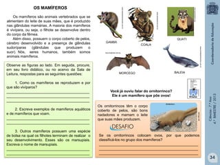 3. Outros mamíferos possuem uma espécie
de bolsa na qual os filhotes terminam de realizar o
seu desenvolvimento. Esses são os marsupiais.
Escreva o nome de marsupiais.
_________________________________________
_________________________________________

COALA

www.bioglistas.net.org

BALEIA

Você já ouviu falar do ornitorrinco?
Ele é um mamífero que põe ovos!
Os ornitorrincos têm o corpo
coberto de pelos, são bons
nadadores e mamam o leite
que suas mães produzem.

Se os ornitorrincos colocam ovos, por que podemos
classificá-los no grupo dos mamíferos?
_________________________________________________
_________________________________________________
_________________________________________________

Ciências - 7.º Ano
4.º BIMESTRE / 2013

MORCEGO

taringa.net

2. Escreva exemplos de mamíferos aquáticos
e de mamíferos que voam.
_________________________________________
_________________________________________

QUATI
GAMBÁ

www.portalsaofrancisco.com.br

1. Como os mamíferos se reproduzem e por
que são vivíparos?
_________________________________________
_________________________________________
_________________________________________

www.greenpeace.org

Observe as figuras ao lado. Em seguida, procure,
em seu livro didático, ou no acervo da Sala de
Leitura, respostas para as seguintes questões:

www.saudeanimal.com.br

Os mamíferos são animais vertebrados que se
alimentam do leite de suas mães, que é produzido
nas glândulas mamárias. A maioria dos mamíferos
é vivípara, ou seja, o filhote se desenvolve dentro
do corpo da fêmea.
Além disso, possuem o corpo coberto de pelos,
cérebro desenvolvido e a presença de glândulas
sudoríparas
(glândulas
que
produzem
o
suor). Nós, seres humanos, também somos
animais mamíferos.

www.tudosobreocerrado.com.br

OS MAMÍFEROS

34

 
