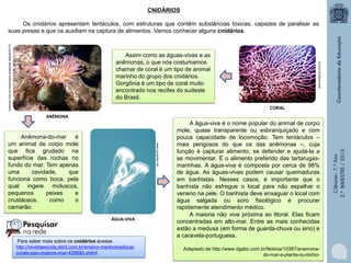 CNIDÁRIOS

emporto.com.br/index/meio-ambiente-aberta/id/112

Os cnidários apresentam tentáculos, com estruturas que contêm substâncias tóxicas, capazes de paralisar as
suas presas e que os auxiliam na captura de alimentos. Vamos conhecer alguns cnidários.

www.emporto.com.br

Assim como as águas-vivas e as
anêmonas, o que nós costumamos
chamar de coral é um tipo de animal
marinho do grupo dos cnidários.
Gorgônia é um tipo de coral muito
encontrado nos recifes do sudeste
do Brasil.
CORAL

www.yunphoto.net

Anêmona-do-mar
é
um animal de corpo mole
que fica grudado na
superfície das rochas no
fundo do mar. Tem apenas
uma
cavidade,
que
funciona como boca, pela
qual ingere moluscos,
pequenos
peixes
e
crustáceos,
como
o
camarão.
ÁGUA-VIVA

Para saber mais sobre os cnidários acesse
http://revistaescola.abril.com.br/ensino-medio/expliquecorais-sao-viveiros-mar-426690.shtml

A água-viva é o nome popular do animal de corpo
mole, quase transparente ou esbranquiçado e com
pouca capacidade de locomoção. Tem tentáculos ‒
mais perigosos do que os das anêmonas ‒, cuja
função é capturar alimento, se defender e ajudá-la a
se movimentar. É o alimento preferido das tartarugasmarinhas. A água-viva é composta por cerca de 98%
de água. As águas-vivas podem causar queimaduras
em banhistas. Nesses casos, é importante que o
banhista não esfregue o local para não espalhar o
veneno na pele. O banhista deve enxaguar o local com
água salgada ou soro fisiológico e procurar
rapidamente atendimento médico.
A maioria não vive próxima ao litoral. Elas ficam
concentradas em alto-mar. Entre as mais conhecidas
estão a medusa (em forma de guarda-chuva ou sino) e
a caravela-portuguesa.
Adaptado de http://www.dgabc.com.br/Noticia/10387/anemonado-mar-e-planta-ou-bicho-

Ciências - 7.º Ano
2.º BIMESTRE / 2013

ANÊMONA

 