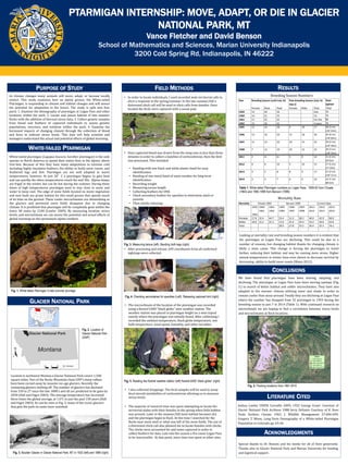 As climate changes many animals will move, adapt, or become locally
extinct. This study examines how an alpine grouse, the White-tailed
Ptarmigan, is responding to climate and habitat changes and will assess
the potential for adaptation in the future. The study is split into four
parts. 1. Examine the demography of ptarmigan at Logan Pass and other
locations within the park, 2. Locate and assess habitat of late summer
flocks with the addition of thermal stress data, 3. Collect genetic samples
from blood and feathers of captured individuals to assess genetic
populations, structure, and isolation within the park, 4. Examine the
hormonal impacts of changing climate through the collection of blood
and feces to indicate stress levels. This data will help scientist and
managers understand the actual and potential effects of global warming.
PTARMIGAN INTERNSHIP: MOVE, ADAPT, OR DIE IN GLACIER
NATIONAL PARK, MT
Vance Fletcher and David Benson
School of Mathematics and Sciences, Marian University Indianapolis
3200 Cold Spring Rd, Indianapolis, IN 46222
PURPOSE OF STUDY
WHITE-TAILED PTARMIGAN
White-tailed ptarmigan (Lagopus leucura; herafter ptarmigan) is the only
species in North America to spend their entire lives in the alpine; above
tree-line. Because of this they have many adaptations to extreme cold
including highly insulative feathers, the ability to build snow roosts, and
feathered legs and feet. Ptarmigan are not well adapted to warm
temperatures, however. At just 20°C a ptarmigan begins to gain heat
and can quickly die when temperatures reach the mid 30s. Alpine temps
are frigid in the winter, but can be hot during the summer. During these
times of high temperatures ptarmigan tend to stay close to snow and
water to keep cool. The edge of snow fields located on moist vegetation
and new buds are prime habitat for this small grouse that spends much
of its time on the ground. These cooler microclimates are diminishing as
the glaciers and perennial snow fields disappear due to changing
climate. It is predicted that ptarmigan will be completely gone within the
lower 48 states by 2100 (Lawler 2009). By measuring location, stress
levels, and microclimate we can assess the potential and actual effects of
global warming on this permanent alpine resident.
GLACIER NATIONAL PARK
FIELD METHODS
CONCLUSIONS
We have found that ptarmigan have been moving, adapting, and
declining. The ptarmigan at Logan Pass have been moving upslope (Fig.
5.) in search of better habitat and colder microclimates. They have also
adapted to the warmer climate utilizing snow and shade in order to
remain cooler than areas around. Finally they are declining at Logan Pass
where the number has dropped from 32 ptarmigan in 1959 during the
breeding season to just 7 in 2014 (Table 1). With continued research on
microclimate we are hoping to find a correlation between stress levels
and microclimates at flock locations.
LITERATURE CITED
Joshua Lawler USEPA Corvallis 2009; 1932 George Grant- Courtesy of
Glacier National Park Archives 1988 Jerry DeSanto Courtesy of K. Ross
Toole Archive; Choate. 1963. J. Wildlife Management 27:684-699;
Gregory T. Wann, Long-Term Demography of a White-tailed Ptarmigan
Population in Colorado pp. 65-66
RESULTS
ACKNOWLEDGMENTS
Special thanks to Dr. Benson and his family for all of their generosity.
Thanks also to Glacier National Park and Marian University for funding
and logistical support.Fig. 3. Boulder Glacier in Glacier National Park, MT in 1932 (left) and 1988 (right)
Year Breeding Season (until July 15) Post-breeding Season (July 16-
Sep.1)
Total
sighted
Female Male Total Female Male Total Total
1959 12 20 32 Ave. 70
1960 14 21 35 55 70
1961 17 25 42 For the 80
1962 15 26 41 4 years 76
1995 12 16 28 9 18 27 38 (3 im)
(15f 23m)
1996 13 16 29 12 18 30 34 (4 im)
(14f 20m)
1997 11 12 23 10 15 25 29 (3 im)
(12f 16m)
1998 7 12 19 10 12 22 29 (7 im)
(14f 15m)
2011 2 4+ 6+ 5 9 14 11 (1 im)
(5f 6m)
2012 4 6 10 5 10 15 17 (5 im)
(7f 10m)
2013 3 5 8 8 9 17 21 (3 im)
(10f 11m)
2014 3 4 7 6 4 10 14 (1 im)
(8f 6m)
Fig. 1. White-tailed Ptarmigan in late summer plumage
Looking at mortality rate and breeding season numbers it is evident that
the ptarmigan at Logan Pass are declining. This could be due to a
number of reasons, but changing habitat thanks for changing climate is
likely a main cause. This change is forcing the ptarmigan to travel
farther, reducing their habitat, and may be causing more stress. Higher
annual temperatures in winter have even shown to decrease survival by
decreasing ability to build snow roosts (Wann 2012).
Located in northwest Montan,a Glacier National Park covers 1,500
square miles. Part of the Rocky Mountain chain GNP’s steep valleys
have been carved away by massive ice-age glaciers. Recently the
remaining glaciers melting off. The number of glaciers has declined
from 150 to 27 since the late 1800’s and all are predicted to be gone by
2030 (Hall and Fagre 2003). The average temperature has increased
three times the global average, at 1.6°C in just the past 150 years (Hall
and Fagre 2003). As can be seen in Fig. 3, many of the iconic glaciers
that give the park its name have vanished.
Mortality Choate 1963 Benson 1999 Current Data
1959
-
1960
1960-
1961
1961-
1962
1995-
1996
1996-
1997
1997-
1998
2011-
2012
2012-
2013
2013-
2014
Females 27.8 32.4 44.7 53.4 31.3 38.5 40.0 42.9 90.0
Males 18.8 15.2 31.5 13.0 25.0 29.4 33.4 30.0 63.6
Total 28.9 27.8 35.5 36.4 35.3 76.2
Fig. 2. Location of
Glacier National Park
(GNP)
• In order to locate individuals, I used recorded male territorial calls to
elicit a response in the spring/summer. In the late summer/fall a
distressed chick call will be used to elicit calls from females. Once
located the birds were captured with a noose pole.
Fig. 3. Measuring tarsus (left). Banding both legs (right)
Fig. 4. Checking secondaries for speckles (Left). Releasing captured bird (right)
Breeding Season Numbers
Fig. 5. Reading the Kestrel weather station (left) Kestrel 6400 “black globe” (right)
Table 1: White-tailed Ptarmigan numbers on Logan Pass. 1959-62 from Choate
(1963) and 1995-1998 from Benson (1999).
Mortality Rate
Fig. 5. Flocking locations from 1961-2010
• The majority of research time was spent attempting to locate the
territorial males with their females in the spring when little habitat
was present. Later in the summer/fall most habitat becomes dry
and the ptarmigan begin to flock. At this time I searched for the
flocks near snow melt or what was left of the snow fields. The use of
a distressed chick call also allowed me to locate females with chicks.
The chicks were accounted for and some captured in order to
collect feathers for data. Late into the season a fire cause Logan Pass
to be inaccessible. At that point, more time was spent at other sites.
• I also collected droppings. The fecal samples will be used to assay
fecal steroid metabolites of corticosterone allowing us to measure
stress levels.
• After processing and release, GPS coordinates from all confirmed
sightings were collected.
• Once captured blood was drawn from the wing vein in less than three
minutes in order to collect a baseline of corticosterone, then the bird
was processed. This included;
• Banding with one black and white plastic band for easy
identification
• Banding of one metal band of same number for long term
identification
• Recording weight
• Measuring tarsus length
• Collecting feathers for DNA
• Check secondary feather for speckles to determine adult or
juvenile
• Then slowly releasing
• The microclimate of the location of the ptarmigan was recorded
using a Kestrel 6400 “black globe” mini weather station. The
weather station was placed at ptarmigan height on a mini tripod
exactly where the ptarmigan was initially found. After calibrating I
recorded the ambient temperature, black globe temperature, wet
bulb temperature, wind speed, humidity, and other variables.
 