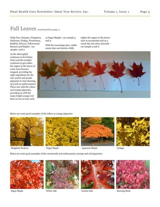 Fall Leaves (continued from page 1)
Tulip Tree, Pawpaw, Fringetree,
Hickories, Ginkgo, Persimmon,
Redbud, Zelcova, Yellowwood,
Katsura and Maples - see
sample 1 and 2.
As the chlorophyll
continues to be broken
down and the weather
continues to get colder,
the sugars in the leaves of
some trees become
trapped, providing the
right ingredients for the
red, scarlet and purple
pigments to start showing
up (such as anthocyanins).
These mix with the yellow
and orange pigments,
providing us with the
many bright orange/red
hues we see in trees such
as Sugar Maples - see sample 3
and 4.
With the increasing clear, colder
sunny days and shorter chilly
nights the sugars in the leaves
start to accumulate and as a
result the red colors intensify -
see sample 5 and 6.
Page 3Plant Health Care Newsletter: Omni Tree Service, Inc. Volume 1, Issue 1
Below are some good examples of the yellow to orange pigments:
Shagbark Hickory Sugar Maple Japanese Maple Ginkgo
Below are some good examples of the carotenoids and anthocyanins (orange and red pigments):
Sugar Maple White Oak Scarlet Oak Burning Bush
 