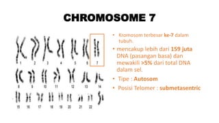 CHROMOSOME 7
• Kromosom terbesar ke-7 dalam
tubuh.
• mencakup lebih dari 159 juta
DNA (pasangan basa) dan
mewakili >5% dari total DNA
dalam sel.
• Tipe : Autosom
• Posisi Telomer : submetasentric
 