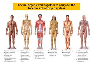 Multi System Organs Comprehensive Overview of Human Organ Systems and Homeostasis ...