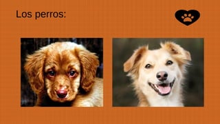Los perros:
 