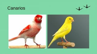 Canarios
 