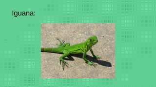 Iguana:
 