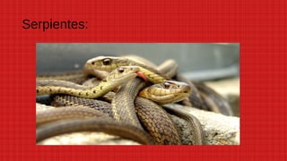 Serpientes:
 