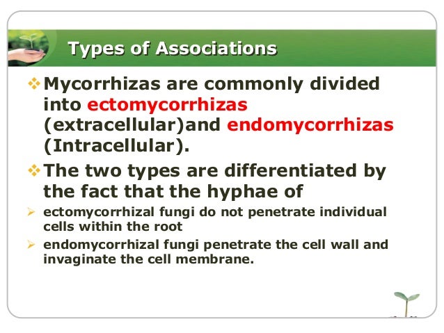What is ectomycorrhizal fungi?