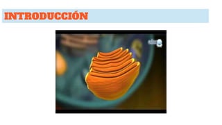 INTRODUCCIÓN