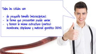 Todas las células son:
- de pequeño tamaño (microscópicas).
- la forma que presentan puede variar.
- y tienen la misma estructura (partes):
membrana, citoplasma y material genético (ADN).