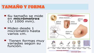 TAMAÑO Y FORMA