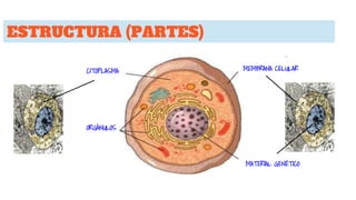 ESTRUCTURA (PARTES)
MEMBRANA CELULARCITOPLASMA
ORGÁNULOS
MATERIAL GENÉTICO