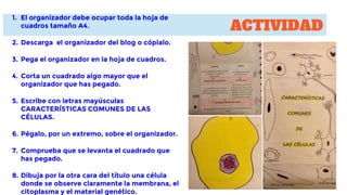 ACTIVIDAD
1. El organizador debe ocupar toda la hoja de
cuadros tamaño A4.
2. Descarga el organizador del blog o cópialo.
3. Pega el organizador en la hoja de cuadros.
4. Corta un cuadrado algo mayor que el
organizador que has pegado.
5. Escribe con letras mayúsculas
CARACTERÍSTICAS COMUNES DE LAS
CÉLULAS.
6. Pégalo, por un extremo, sobre el organizador.
7. Comprueba que se levanta el cuadrado que
has pegado.
8. Dibuja por la otra cara del título una célula
donde se observe claramente la membrana, el
citoplasma y el material genético.