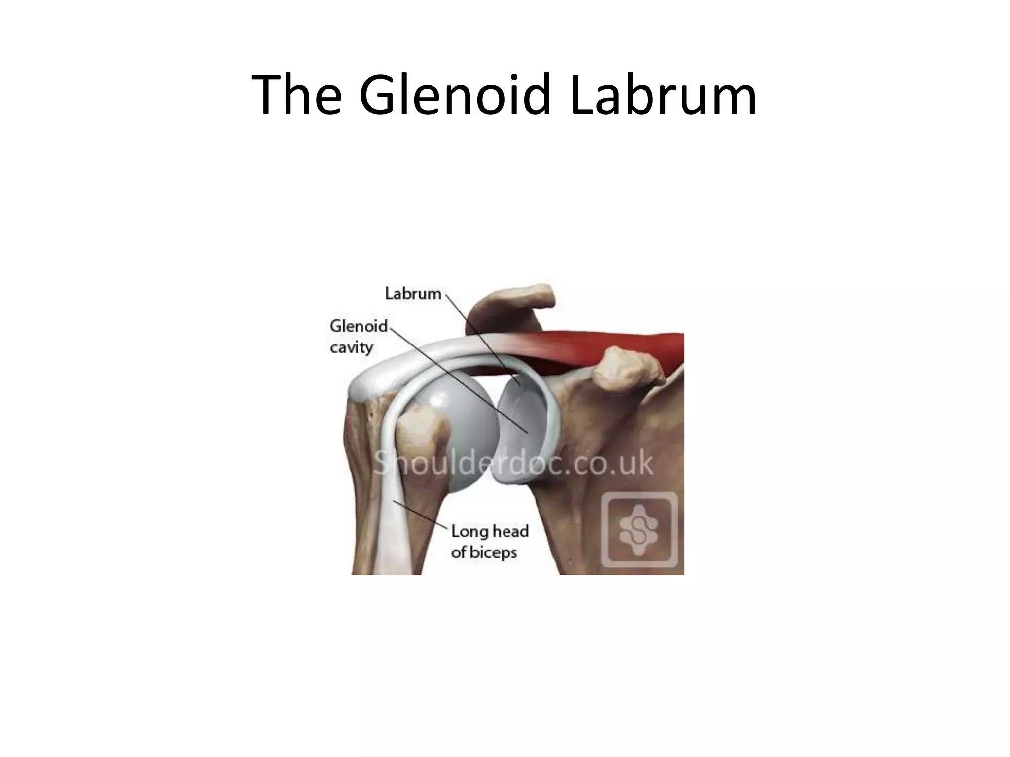 The Glenoid Labrum
 