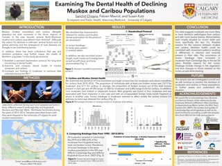 Examining The Dental Health of Declining
Muskox and Caribou Populations
Sanchit Chopra, Fabien Mavrot, and Susan Kutz
Jaws were collected during sport and subsistence hunts in
three different areas (Cambridge Bay and Kugluktuk -
Nunavut and Norman Wells - Northwest Territories) during
the years of 2015-2016. Samples were kept frozen until
they were shipped to the University of Calgary for post-
mortem examination.
INTRODUCTION
1. Stimmelmayr, R., Maier, J. A. K., Persons, K., Battig, J. 2006. Alces 42:65-
74.
2. Anne Gunn – Unpublished Work. INCISOR CRACKS AND BREAKAGE IN
VICTORIA ISLAND AND MAINLAND MUSKOXEN. Print.
3. Kutz, Susan et al. Integrative and Comparative Biology 44.2 (2004): 109-
118.
The sample size we investigated is small and
we will continue to monitor the dentition of
muskoxen and caribou in these populations
to further assess and understand the
situation.
Our data suggests muskoxen are more likely
to have dentition pathologies than caribou
and with more severe lesions. Abnormalities
were mostly situated on incisor teeth and
more specifically the two i1’s. Possible
reasons for the variance between muskox
and caribou dentition health could be
correlated with movement patterns resulting
in differences in vitamins and minerals
present in their diet. The occurrence of
incisor breakage have increased in
muskoxen from Cambridge Bay in the last 20
years. Possible reasons for the incisor
breakage include change in the vegetation
and thus changes in forces exerted on the
incisor arcade while feeding.
RESULTS CONCLUSION
FUTURE
We examined the dentition of nine mandibles and eight incisors bars for muskoxen and eleven mandibles
for caribou from 2015-2016. The proportion of individuals with at least one broken incisor was 13/17 for
muskoxen and 5/11 for caribou. In average, the proportion of broken incisors out of the total incisors
present in each jaw was 39.5% (range: 0-100) for muskoxen and 6.8% (range 0-25) for caribou. In addition,
nine muskoxen had rotated or displaced incisors. Mild gingivitis was found in four muskoxen and was
associated with food impaction in one case and with an encapsulated foreign body (tooth fragment or
stone) in another case. Incisor breakage in muskoxen seemed to affect mostly the central incisors (i1)
whereas no trend was detected for caribou (Fig. 2).
We would like to acknowledge Sara Skotarek
and Samuel Sharpe of the veterinary faculty,
Stephanie Behrens (affiliation), Mary Gamberg
(independantLisa-Marie Leclerc (Gv.NU), Tracy
Davison (Gv. NWT), the hunters and guides of
Cambridge Bay and Kugluktuk as well as the
sport hunters for providing us with the samples.
Ann Gunn (BC) for her help and guidance.
Muskox (Ovibos moschatus) and caribou (Rangifer
tarandus) are wild ruminants in the Arctic regions of
Canada. In the past decade, several North-American
muskox and caribou populations have declined1. Although
the reason for declines is unknown, several factors such as
global warming and the emergence of new diseases are
thought to be contributing factors.
In addition, there has been indications that jaw and
dentition problems may further impair the health of
Northern ungulates.2 In this study we aimed to:
1) Establish a standard examination protocol for long-term
monitoring of dental health
2) Examine and compare dental health of hunted
muskoxen and caribou
3) Compare our findings in muskoxen to previous data
collected during the 90’s 2
Figure 1: Standard mandible examination
protocol
Figure 2: Percentage of broken or missing incisors in muskoxen and caribou
Ecosystem and Public Health, Veterinary Medicine – University of Calgary
We identified key characteristics
relevant for caribou and muskox
dental examination for the protocol
we developed:
a) incisor breakage
b) molar wear pattern
c) enamel defect
In addition, we also recorded incisor
length, tooth cracks and misalignment
as well as soft tissue and bone
abnormalities (Fig. 1).
METHODS
ACKNOWLEDGEMENTS
REFERENCES
All muskoxen sampled in Cambridge
Bay (9/9) and 50% (2/4) of the
muskoxen from Kugluktuk had at
least one broken incisor. Prevalence
of incisor breakage in the same
muskox populations in the 90’s was
30% for Cambridge Bay and 60% for
Kugluktuk (Gunn et al., 2007) (Fig. 3).
Email: email@sanchitchopra.com
Phone: (403) 918 5633
Figure 3: Comparing percentage of incisor
breakage of muskoxen from 1990 and 2015-
2016 data
1. Standardized Protocol
2. Caribou and Muskox Dental Health
2. Comparing Breakage Data From 1990 – 2015/2016
* Significantly
different – Fishers
Test p<0.001
*
*
Healthy Incisor ArcadeBroken i1right Broken i1left
 