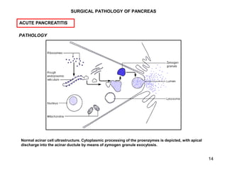 14
SURGICAL PATHOLOGY OF PANCREAS
PATHOLOGY
ACUTE PANCREATITIS
Normal acinar cell ultrastructure. Cytoplasmic processing o...