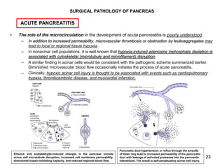 23
SURGICAL PATHOLOGY OF PANCREAS
• The role of the microcirculation in the development of acute pancreatitis is poorly un...