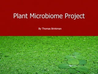 Plant Microbiome Project
By Thomas Brinkman
 
