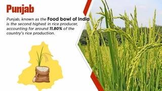 Food bowl of India
 