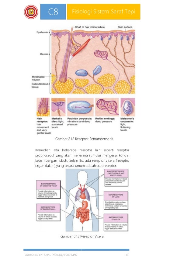C8 Fisiologi Sistem Saraf Tepi