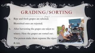 a. Ripe and fresh grapes are selected.
Blemished ones are rejected.
b. After harvesting the grapes are taken to
winery. Here the grapes are sorted out .
The person make them separate like ripen
& raw.
GRADING/SORTING
 