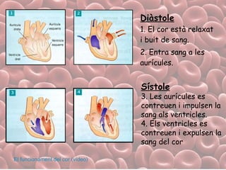 Diàstole 1. El cor està relaxat i buit de sang. 2. Entra sang a les aurícules. Sístole   3. Les aurícules es contreuen i impulsen la sang als ventricles. 4. Els ventricles es contreuen i expulsen la sang del cor El funcionament del cor (vídeo) 