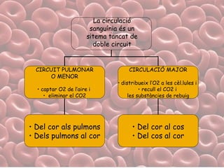 La circulació sanguínia és un sitema tancat de doble circuit . CIRCUIT PULMONAR O MENOR captar O2 de l’aire i  eliminar el CO2 CIRCULACIÓ MAJOR distribueix l’O2 a les cèl.lules i  recull el CO2 i  les substàncies de rebuig Del cor als pulmons Dels pulmons al cor Del cor al cos Del cos al cor 