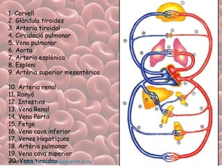 1. Cervell 2. Glàndula tiroides 3. Arteria tiroidal 4. Circulació pulmonar 5. Vena pulmonar 6. Aorta 7. Arteria esplènica 8. Espleni 9. Artèria superior mesentèrica  10. Arteria renal 11. Ronyó 12. Intestins 13. Vena Renal  14. Vena Porta 15. Fetge 16. Vena cava inferior 17. Venes Hepatiques  18. Artèria pulmonar 19. Vena cava superior  20. Vena tiroidea Font :  http:// www.kingswaybaptist.co.za /   