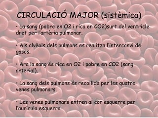 CIRCULACIÓ MAJOR (sistèmica) La sang (pobre en O2 i rica en CO2)surt del ventricle dret per l’artèria pulmonar. Als alvèols dels pulmons es realitza l’intercanvi de gasos. Ara la sang és rica en O2 i pobre en CO2 (sang arterial). La sang dels pulmons és recollida per les quatre venes pulmonars. Les venes pulmonars entren al cor esquerre per l’aurícula esquerra 