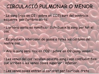 CIRCULACIÓ PULMONAR O MENOR La sang (rica en O2 i pobre en CO2) surt del ventricle esquerre  per l’artèria aorta. L’artèria aorta es ramifica i distribueix la sang per tot el cos. Es produeix intercanvi de gasos a totes les cèl·lules del nostre cos. Ara la sang serà rica en CO2 i pobre en O2 (sang venosa). Les venes del cos recullen aquesta sang i van confluent fins que arriben a les venes caves superior i inferior. Les venes caves entren al cor dret per l’aurícula dreta 