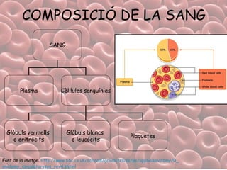 COMPOSICIÓ DE LA SANG Font de la imatge:  http:// www.bbc.co.uk / schools / gcsebitesize /pe/ appliedanatomy /0_ anatomy_circulatorysys_rev4 . shtml   SANG Plasma Cèl.lules sanguínies Glòbuls vermells  o eritròcits Glòbuls blancs  o leucòcits Plaquetes 
