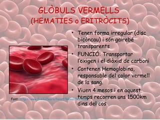 GLÒBULS VERMELLS  (HEMATIES o ERITRÒCITS) Tenen forma irregular (disc bicòncau) i són gairebé transparents FUNCIÓ: Transportar l’oxigen i el diòxid de carboni Contenen Hemoglobina, responsable del color vermell de la sang. Viuen 4 mesos i en aquest temps recorren uns 1500km dins del cos Font:  http:// www.fi.edu / learn / heart / blood / red.html   