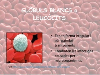 GLÒBULS BLANCS o LEUCÒCITS Tenen forma irregular i són gairebé transparents Combaten les infeccions causades per microorganismes  Font:  http:// www.webenfermedades.com /la- adhesion -de-la-plaqueta   