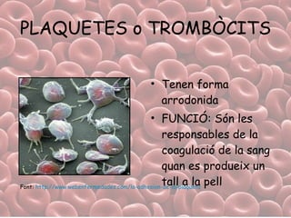 PLAQUETES o TROMBÒCITS Tenen forma arrodonida FUNCIÓ: Són les responsables de la coagulació de la sang quan es produeix un tall a la pell Font:  http:// www.webenfermedades.com /la- adhesion -de-la-plaqueta   