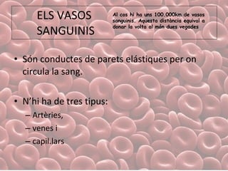 ELS VASOS  SANGUINIS Són conductes de parets elástiques per on circula la sang. N’hi ha de tres tipus:  Artèries,  venes i  capil.lars Al cos hi ha uns 100.000km de vasos sanguinis. Aquesta distància equival a donar la volta al món dues vegades 