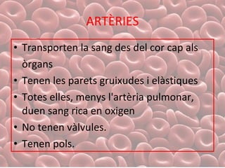 ARTÈRIES Transporten la sang des del cor cap als  òrgans Tenen les parets gruixudes i elàstiques  Totes elles, menys l'artèria pulmonar, duen sang rica en oxigen No tenen vàlvules. Tenen pols. 