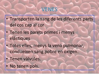 VENES Transporten la sang de les diferents parts del cos cap al cor Tenen les parets primes i menys elàstiques Totes elles, menys la vena pulmonar, condueixen sang pobre en oxigen. Tenen vàlvules. No tenen pols. 