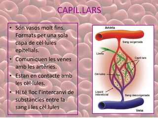 CAPIL.LARS Són vasos molt fins. Formats per una sola capa de cèl·lules epitelials. Comuniquen les venes amb les artèries. Estan en contacte amb les cèl·lules. Hi té lloc l’intercanvi de substàncies entre la sang i les cèl.lules 