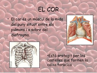 EL COR El cor és un múscul de la mida del puny situat entre els pulmons i a sobre del diafragma. Està protegit per les costelles que formen la caixa toràcica 
