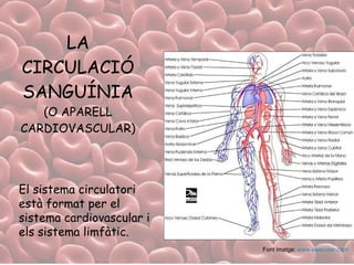 LA CIRCULACIÓ SANGUÍNIA (O APARELL CARDIOVASCULAR) Font imatge:  www.laescolar.com El sistema circulatori està format per el sistema cardiovascular i els sistema limfàtic. 