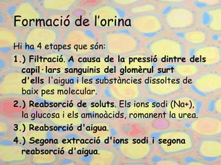 Formació de l’orina Hi ha 4 etapes que són: 1.) Filtració . A causa de la pressió dintre dels capil·lars sanguinis del glomèrul surt d'ells l'aiguai les substàncies dissoltes de baix pes molecular. 2.) Reabsorció de soluts . Elsions sodi(Na+), laglucosai els aminoàcids, romanent laurea. 3.) Reabsorció d'aigua .  4.) Segona extracció d'ions sodi i segona reabsorció d'aigua .  