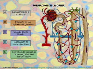 Font de la imatges:  http :// estudiosistemasbiologicos.blogspot.com /2010/09/ fabricacion-de-la-orina-y-sus.html   