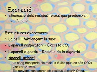泦𳦾ó Eliminació dels residus tòxics que produeixen les cèl·lules. Estructures excretores: La pell – Mitjançant la suor L’aparell respiratori – Excreta CO 2   L’aparell digestiu – Residus de la digestió Aparell urinari  –  La sang transporta els residus tòxics (que no són CO2) cap als ronyons. Els ronyons concentren els residus tòxics   Orina. 