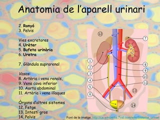 Anatomia de l’aparell urinari 2. Ronyó  3.Pelvis Vies excretores 4.  Urèter  5. Bufeta urinària  6. Uretra  7.Glàndula suprarenal Vasos:  8.Artèriaivena renals, 9.Vena cava inferior 10.Aorta abdominal 11.Artèriai venailíaques Òrgans d’altres sistemes 12. Fetge  13.Intestí gros  14.Pelvis  Font de la imatge:  http ://ca.wikipedia.7val.com/ wiki /Sistema_urinari   