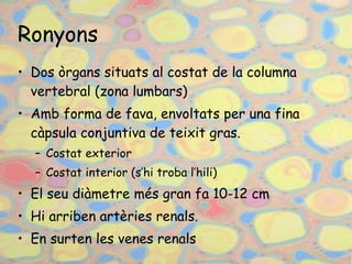 Ronyons Dos òrgans situats al costat de la columna vertebral (zona lumbars) Amb forma de fava, envoltats per una fina càpsula conjuntiva de teixit gras. Costat exterior Costat interior (s’hi troba l’hili) El seu diàmetre més gran fa 10-12 cm Hi arriben artèries renals. En surten les venes renals 