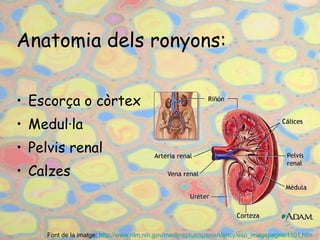 Anatomia dels ronyons: Escorça o còrtex Medul·la Pelvis renal Calzes Font de la imatge:  http :// www.nlm.nih.gov / medlineplus / spanish / ency / esp _ imagepages /1101.htm   