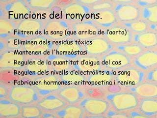 Funcions del ronyons. Filtren de la sang (que arriba de l’aorta) Eliminen dels residus tòxics Mantenen de l'homeòstasi Regulen de la quantitat d’aigua del cos Regulen dels nivells d’electròlits a la sang Fabriquen hormones: eritropoetina i renina 