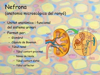 Nefrona (anatomia microscòpica del ronyó) Unitat anatòmica i funcional del sistema urinari Format per: Glomèrul  Càpsula de Bowman  Túbul renal Túbul contort proximal  ‏ Nansa de Henle  Túbul contort distal Túbul col·lector 