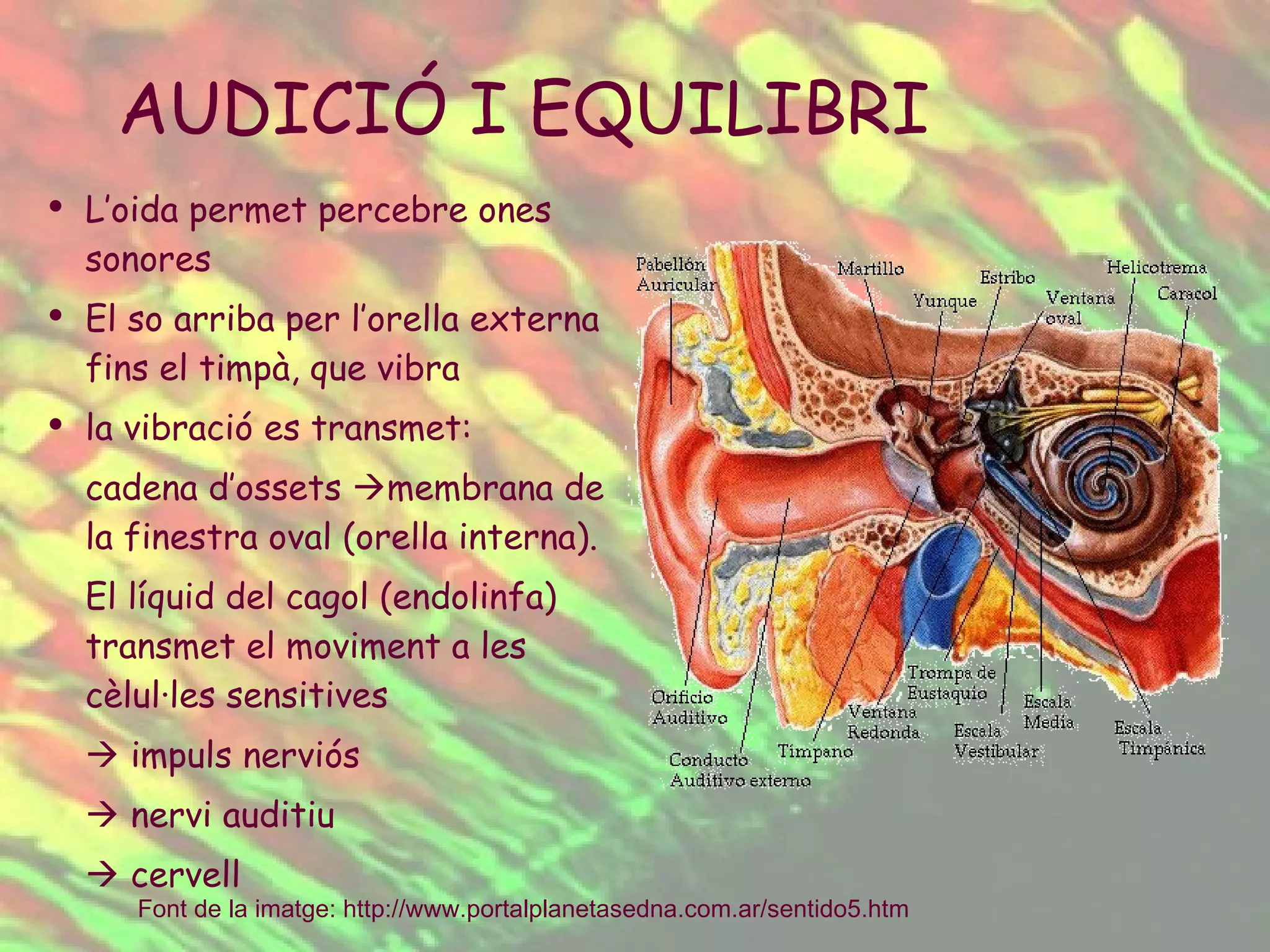 L’oida permet percebre ones sonores El so arriba per l’orella externa fins el timpà, que vibra  la vibració es transmet: cadena d’ossets   membrana de la finestra oval (orella interna).  El líquid del cagol (endolinfa) transmet el moviment a les cèlul·les sensitives     impuls nerviós     nervi auditiu     cervell AUDICIÓ I EQUILIBRI Font de la imatge:  http :// www.portalplanetasedna.com.ar /sentido5.htm   